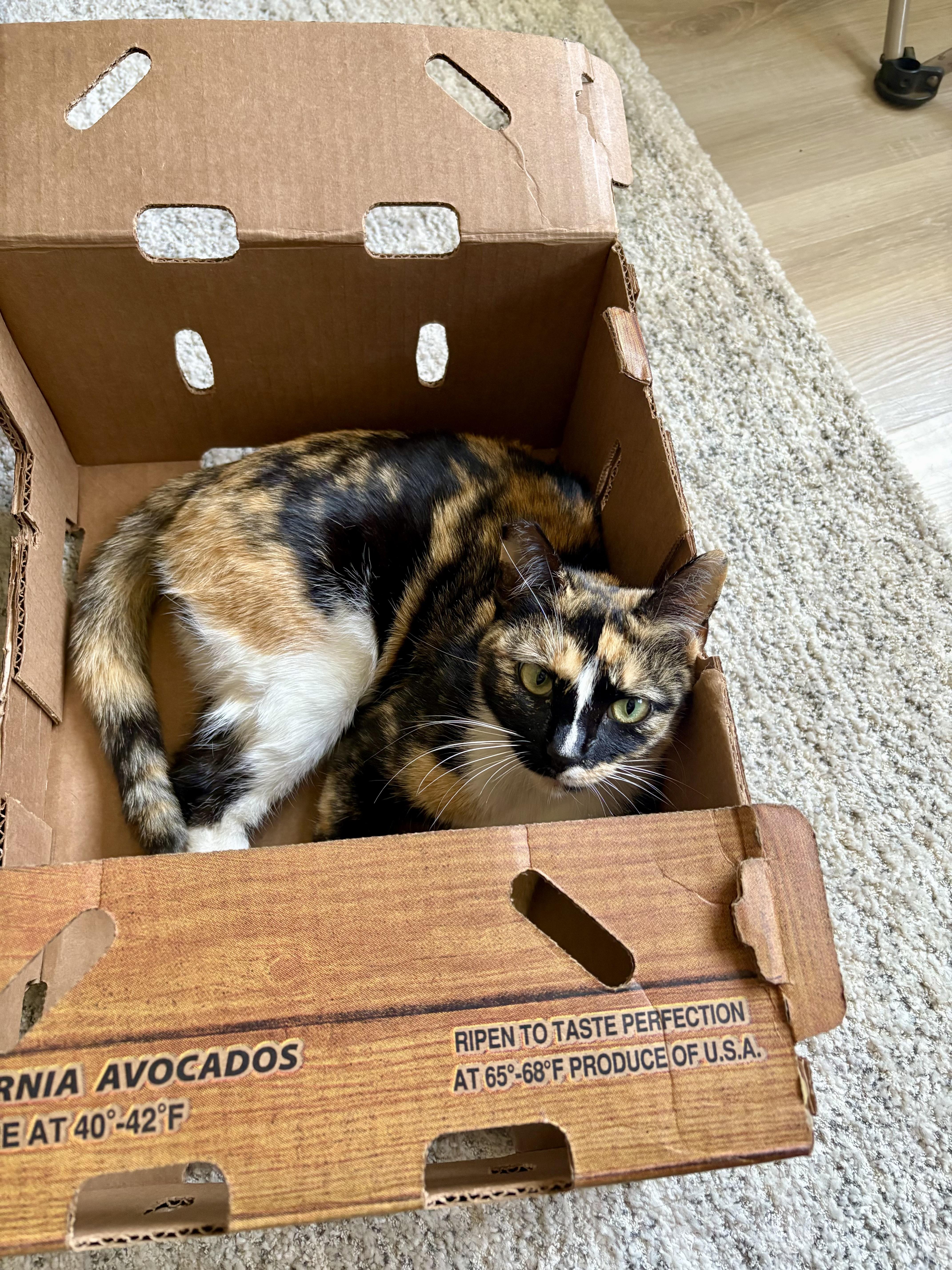 A young medium-sized female American Shorthair cat named Kora for adoption in Mission Viejo, CA