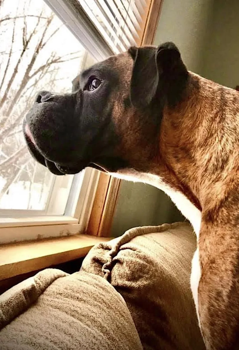 A senior large-sized male Brindle Boxer dog named Simba for adoption in Amherst, MA