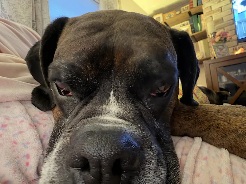 Simba thumbnail 4