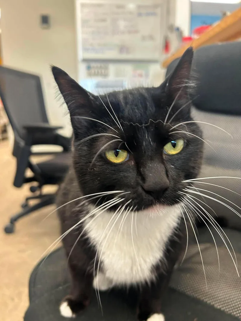 An adult large-sized male Black & White / Tuxedo Domestic Short Hair cat named Benjamin for adoption in Roosevelt, UT