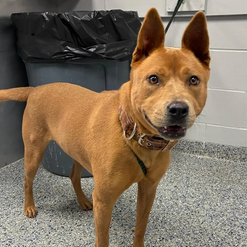 An adult medium-sized female Red / Chestnut / Orange Mixed Breed dog named Stella for adoption in Greenville, SC