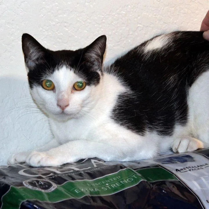 Mushroom thumbnail 2