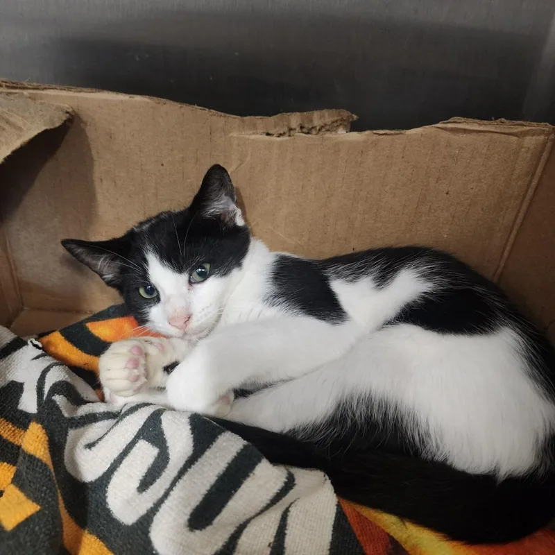 A baby small-sized male White Domestic Short Hair cat named Oakley for adoption in Evensville, TN