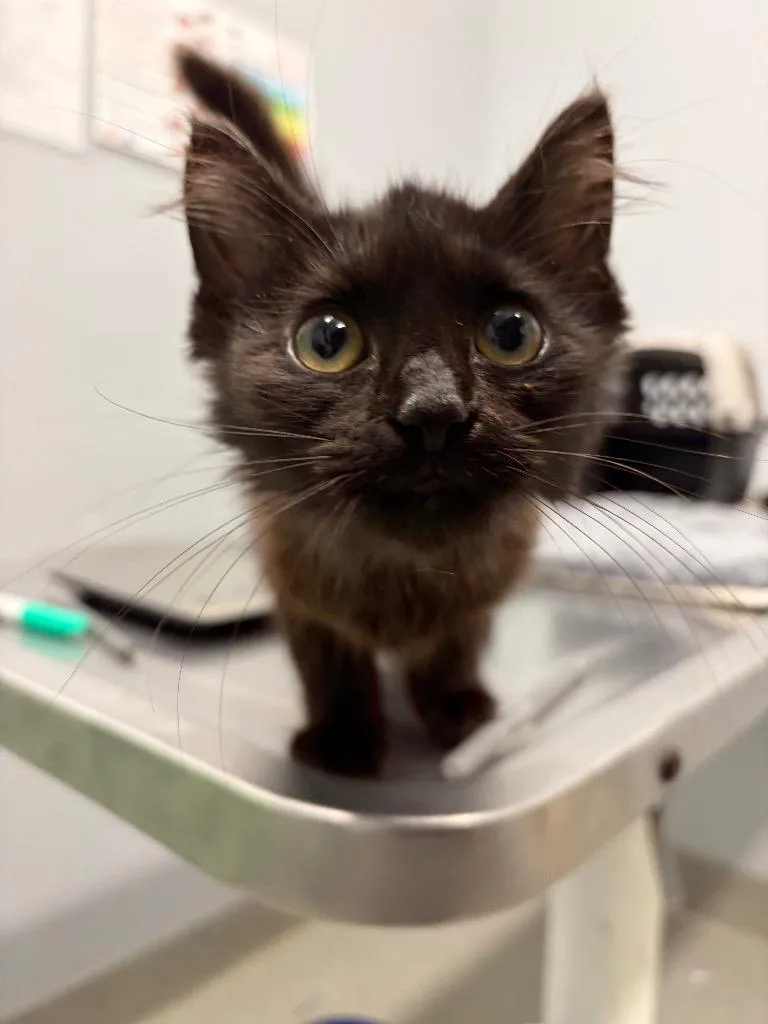 A baby medium-sized female Domestic Short Hair cat named Cher for adoption in Bloomington, IN