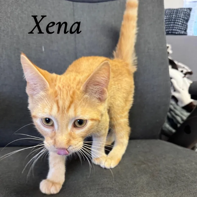 A baby small-sized female Orange / Red Domestic Short Hair cat named Xena for adoption in Buffalo, MN