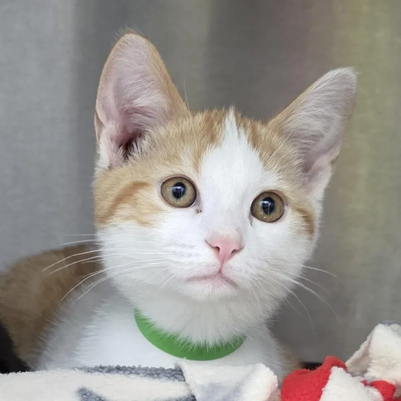 A baby small-sized male Orange / Red Domestic Short Hair cat named Curtis for adoption in Fort Wayne, IN
