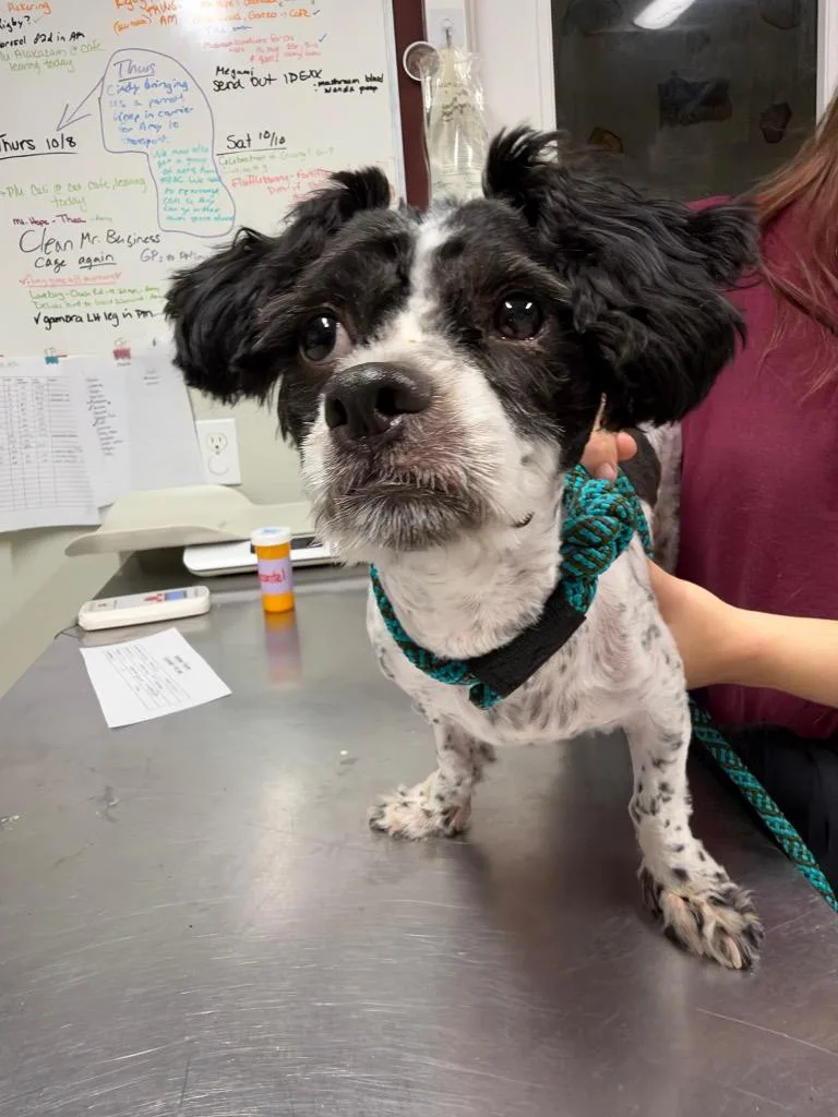 A baby small-sized male Poodle dog named Puffin for adoption in Fall River, MA