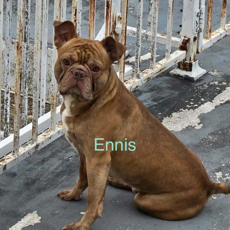 Ennis