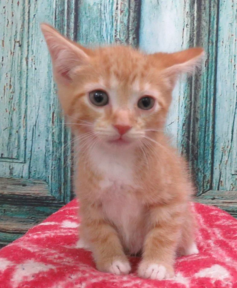 A baby medium-sized male Orange & White Domestic Short Hair cat named Boo for adoption in Lexington, VA