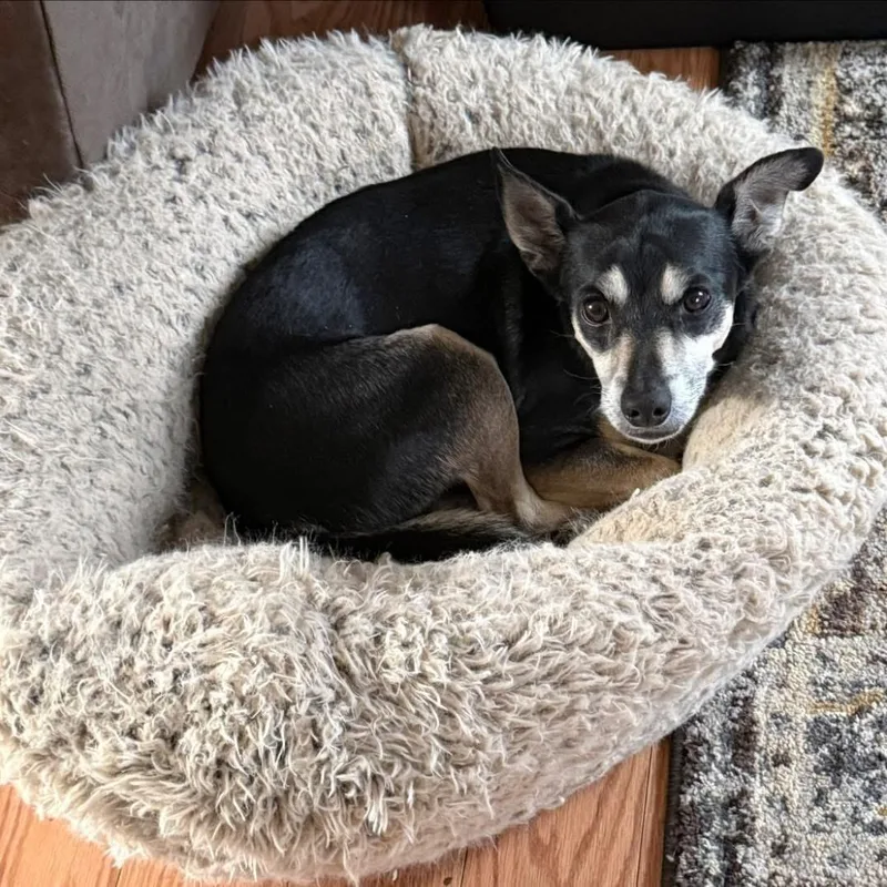 An adult small-sized male Miniature Pinscher dog named Jack for adoption in McHenry, IL
