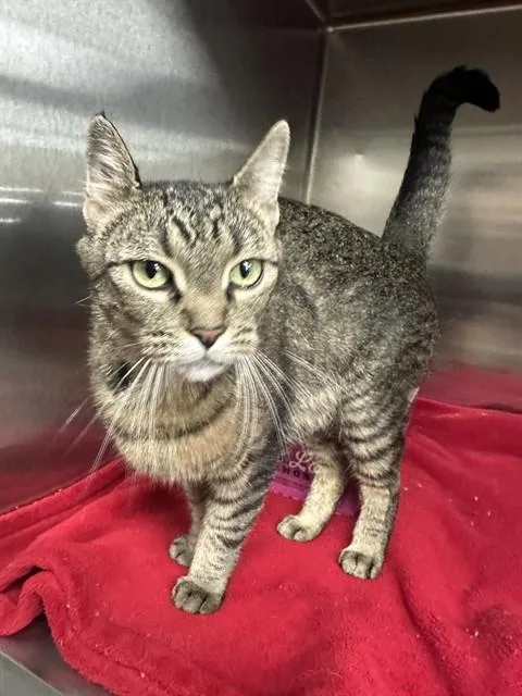 A young medium-sized female Domestic Short Hair cat named Boo for adoption in Casper, WY