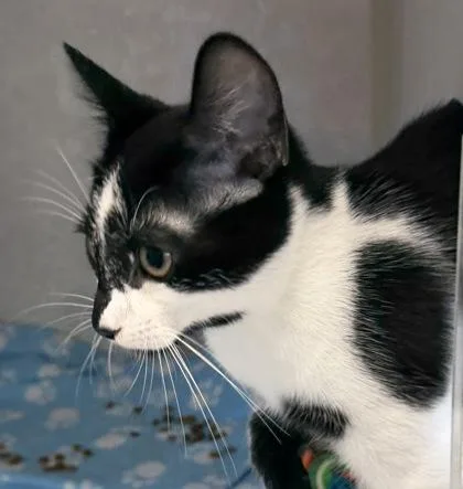 A baby small-sized male Black & White / Tuxedo Domestic Short Hair cat named Marcel for adoption in Salem, NH