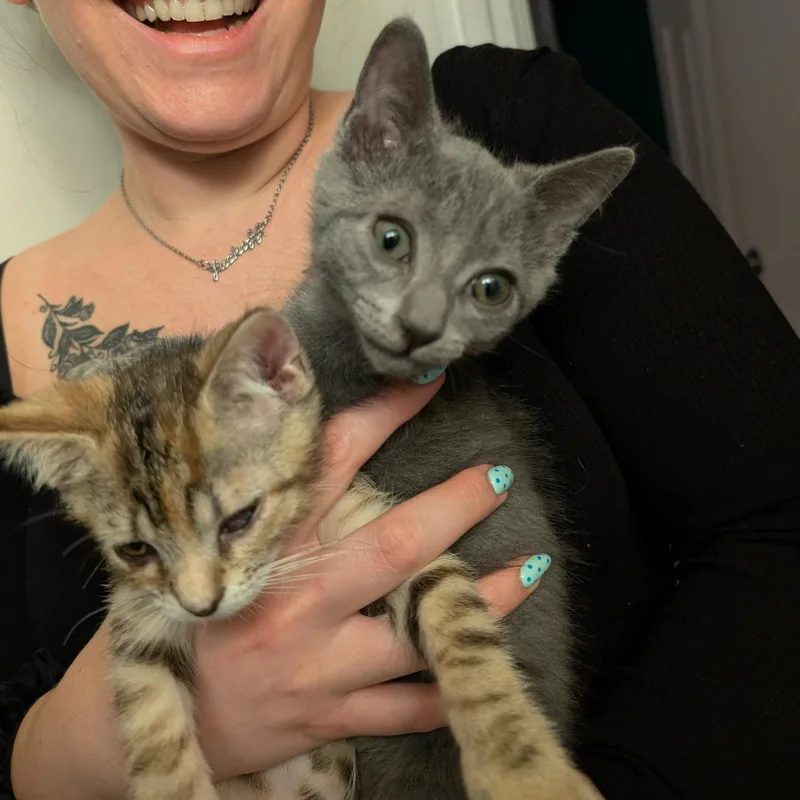 A baby medium-sized female Gray / Blue / Silver Domestic Short Hair cat named Carl and Princess Donut for adoption in Philadelphia, PA
