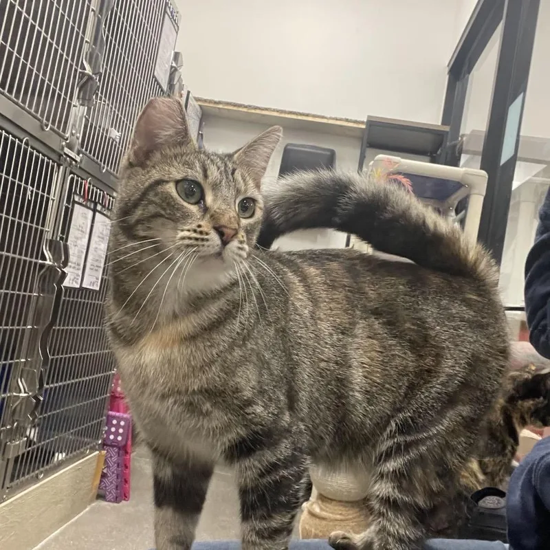 An adult small-sized female Torbie Domestic Short Hair cat named Hazel for adoption in Los Angeles, CA