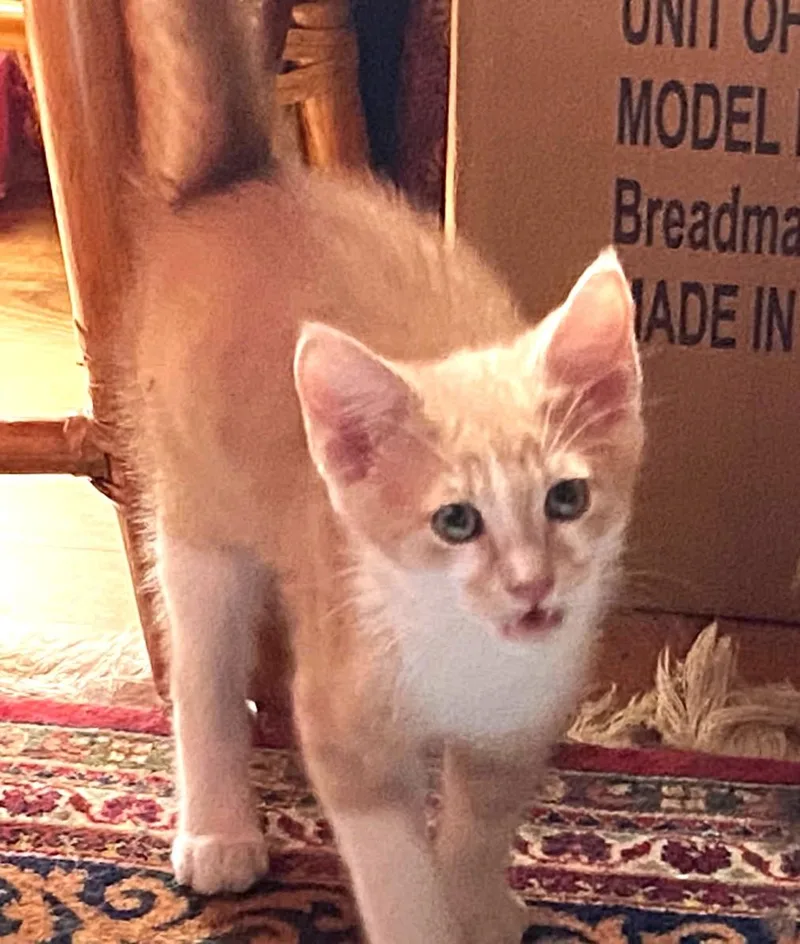 A baby medium-sized male Buff & White Domestic Short Hair cat named Pierogi for adoption in Ypsilanti, MI