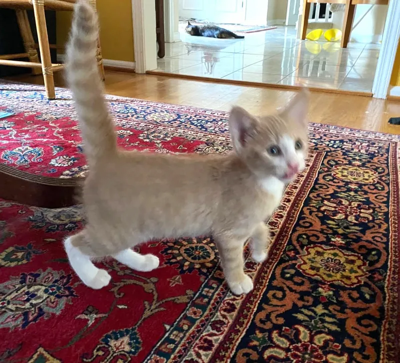 Pierogi thumbnail 4