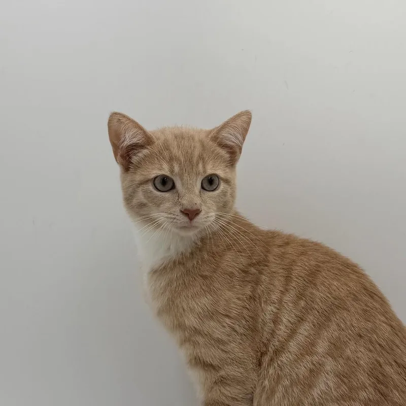 A baby medium-sized female Domestic Short Hair cat named Highlighter for adoption in State College, PA