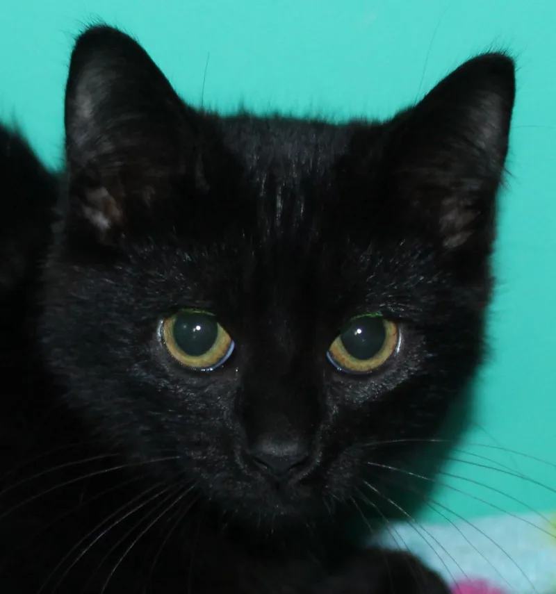 A young medium-sized female Black Domestic Short Hair cat named Licorice for adoption in Huron, SD