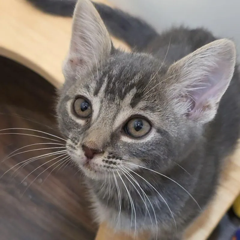 A baby medium-sized female Gray & White Domestic Short Hair cat named Chloe for adoption in Huntington Beach, CA