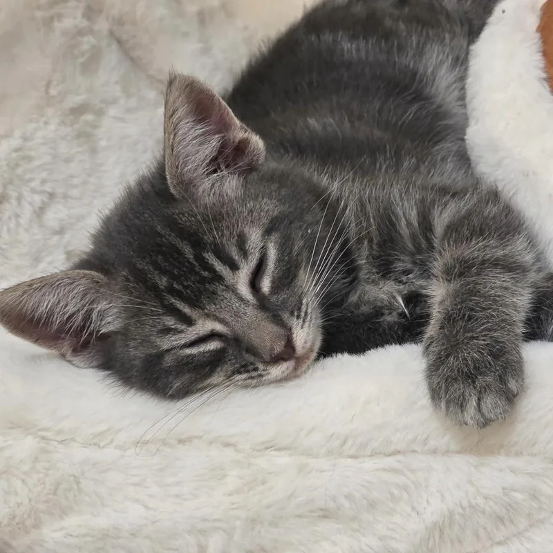 Chloe thumbnail 3