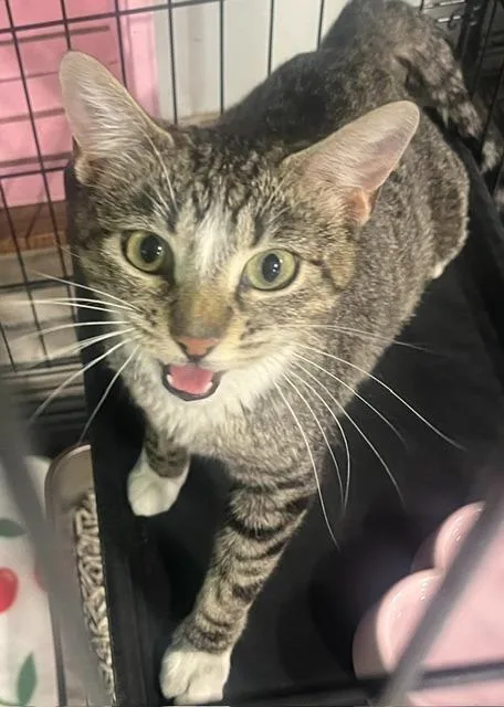 An adult medium-sized female Tabby (Gray / Blue / Silver) Domestic Short Hair cat named Mama Loaf for adoption in Webster City, IA