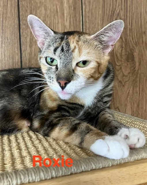 A young medium-sized female Domestic Short Hair cat named Roxie for adoption in Zimmerman, MN