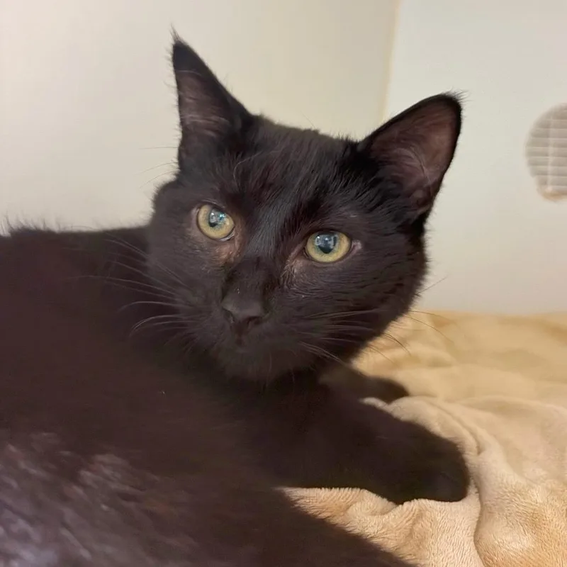 A baby small-sized male Domestic Short Hair cat named Onyx for adoption in Woodinville, WA