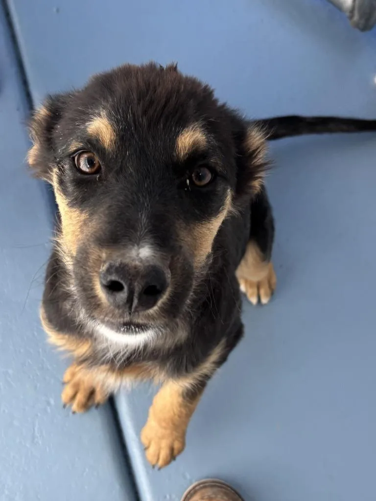A baby small-sized male Shepherd dog named Itchy for adoption in Moriarty, NM