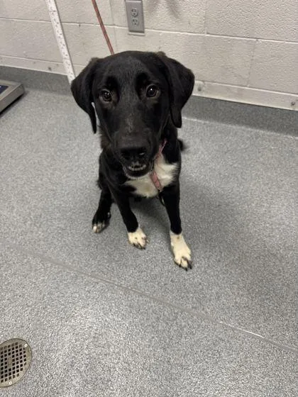 An adult large-sized male Collie dog named Bungi for adoption in Sevierville, TN