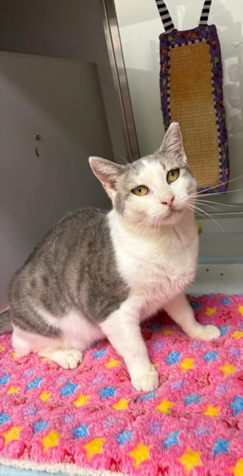 An adult medium-sized female Gray & White Domestic Short Hair cat named Julia for adoption in Miami Beach, FL