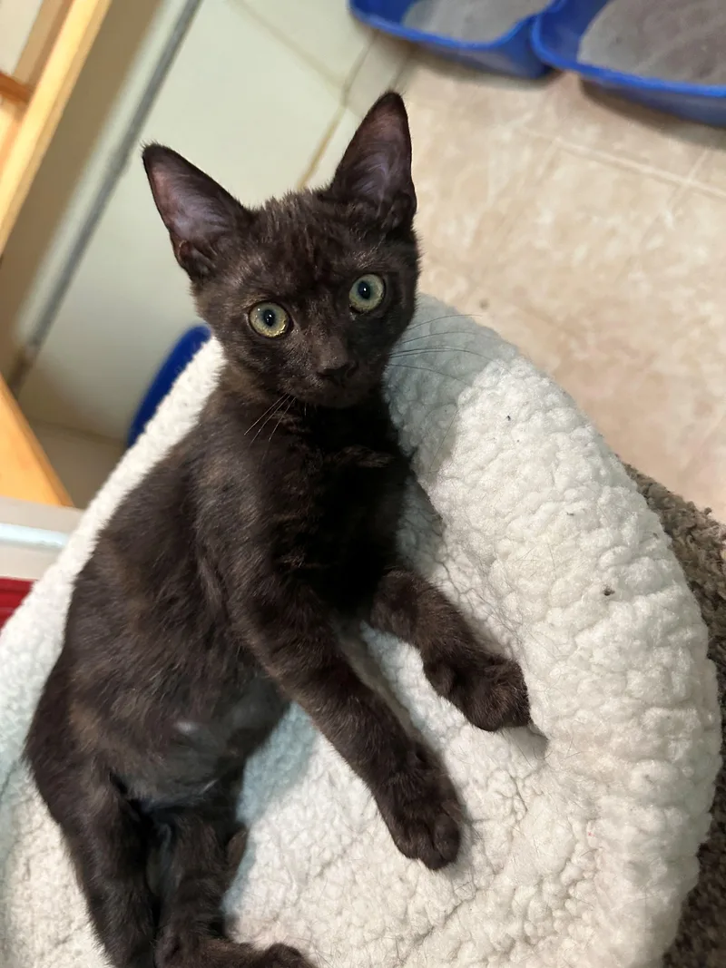 A baby medium-sized male Tortoiseshell Domestic Short Hair cat named Connor for adoption in Lodi, CA