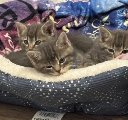 A baby small-sized male Domestic Short Hair cat named Luke Grimes for adoption in Hobart, IN