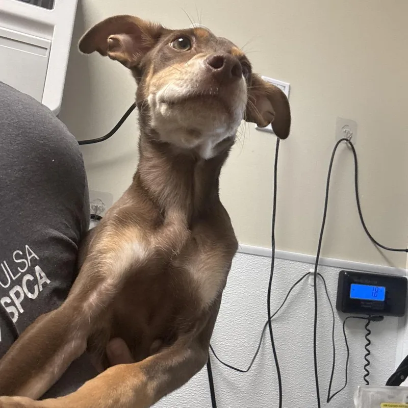 A baby medium-sized male Red / Chestnut / Orange Mixed Breed dog named Levi for adoption in Tulsa, OK
