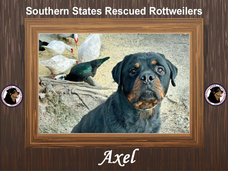 An adult large-sized male Black Rottweiler dog named Axel for adoption in Arlington, TX