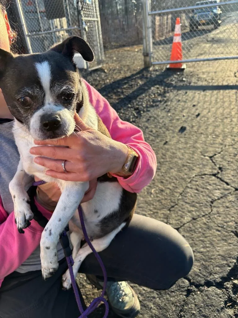 Miss Piggy thumbnail 2