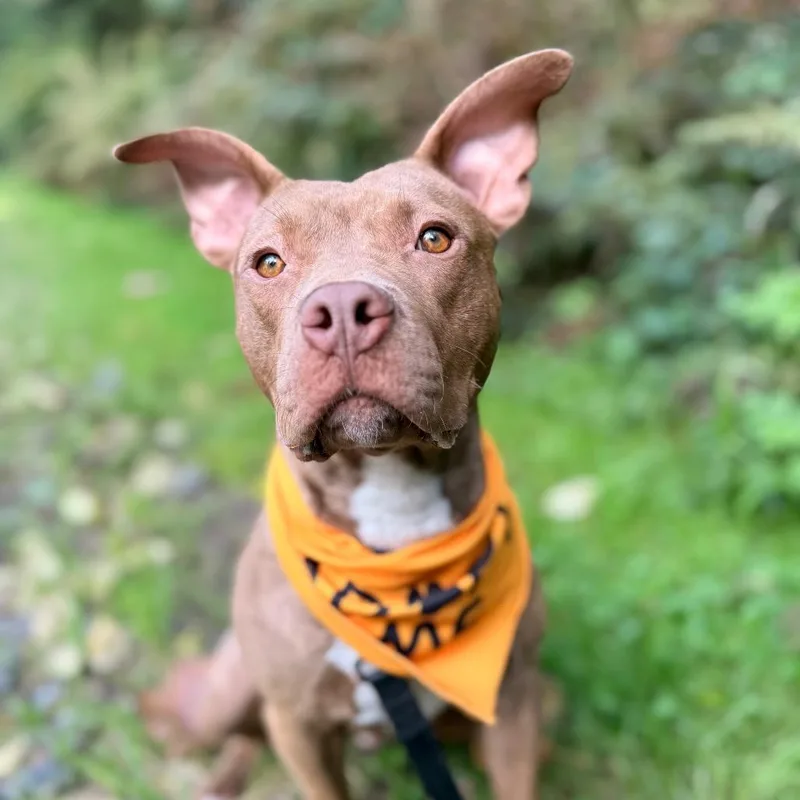 A young medium-sized male Pit Bull Terrier dog named Finny for adoption in Bellingham, WA