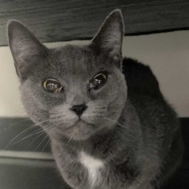 An adult medium-sized female Gray / Blue / Silver Domestic Short Hair cat named Ms Piggie for adoption in Franklin, TN
