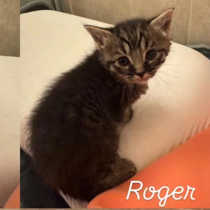 A baby small-sized female Brown / Chocolate Domestic Medium Hair cat named Roger for adoption in Bel Air, MD