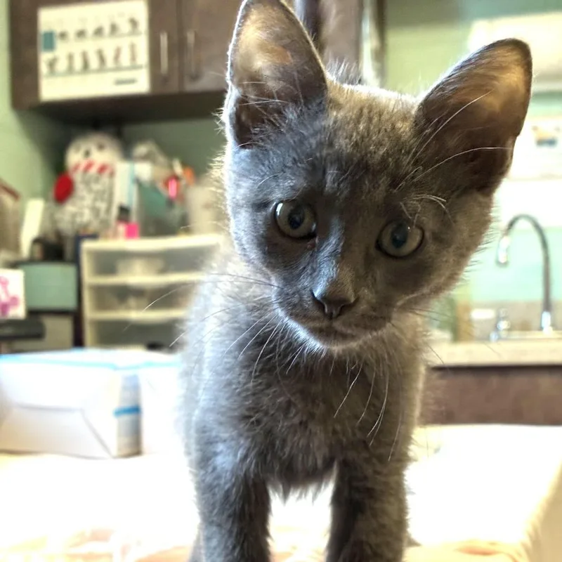 A baby small-sized male Gray / Blue / Silver Domestic Short Hair cat named Jeb for adoption in South Elgin, IL