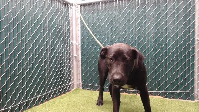 A young large-sized male Labrador Retriever dog named Marky Mark for adoption in Downey, CA