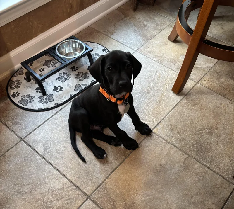 Pongo