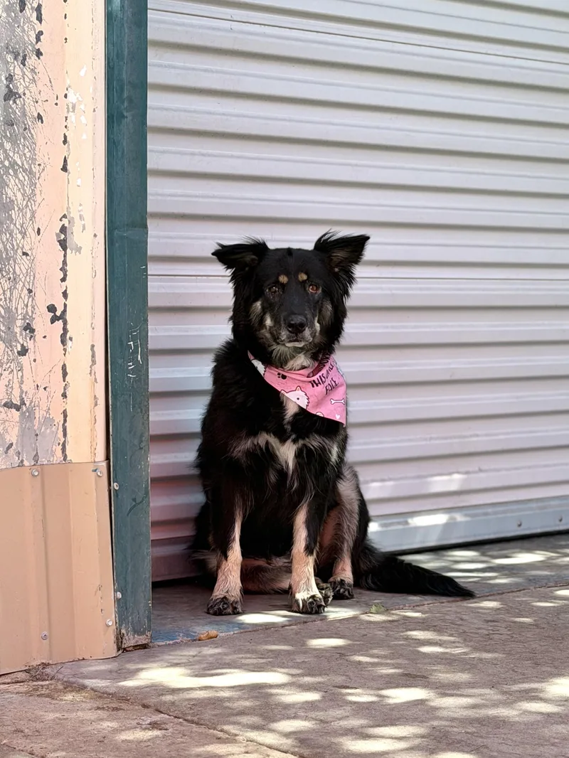 An adult medium-sized female Tricolor (Brown, Black, & White) Australian Shepherd dog named Tango for adoption in Glendale, AZ