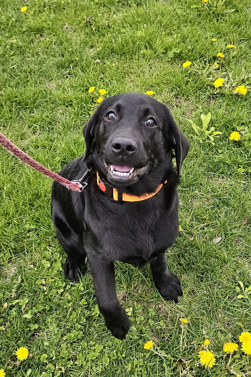 Penny