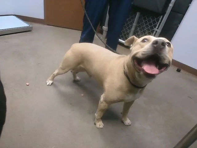 An adult large-sized male Staffordshire Bull Terrier dog named Ace for adoption in Phoenix, AZ