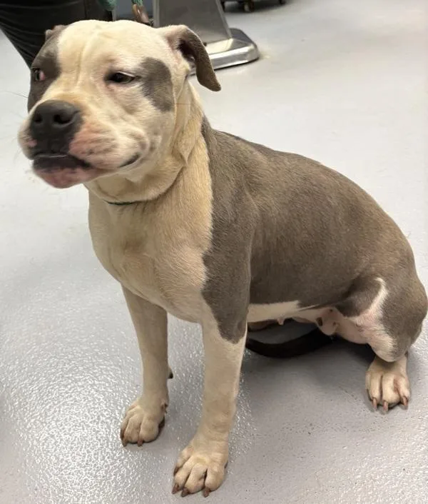 Pen C Fiona thumbnail 2