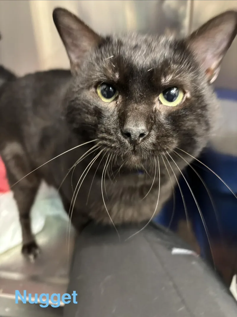 An adult medium-sized male Black Burmese cat named Nugget for adoption in Las Vegas, NV