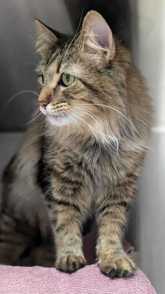 A young medium-sized female Domestic Long Hair cat named Collie for adoption in Shoreline, WA