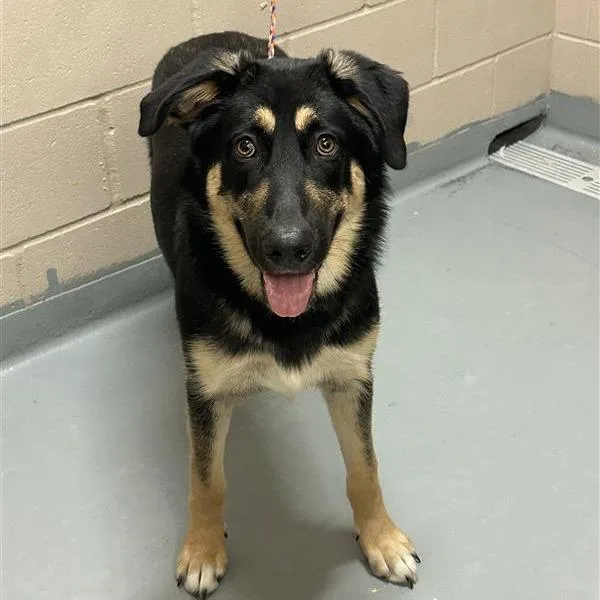 A young large-sized female Black Shepherd dog named Betty for adoption in Tacoma, WA
