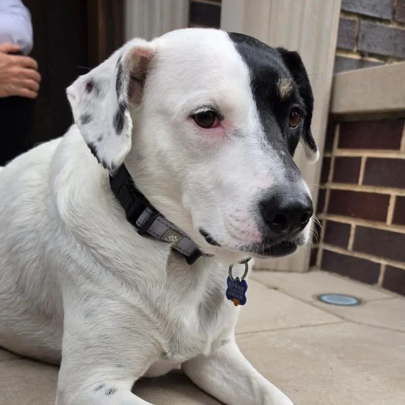 An adult medium-sized female Cattle Dog dog named Mae for adoption in Chicago, IL