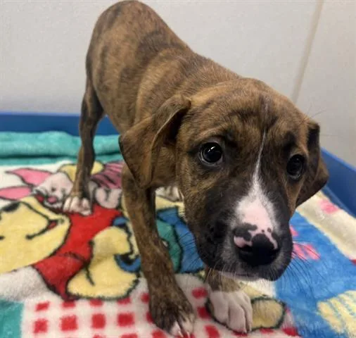 A baby small-sized male Pit Bull Terrier dog named Brick for adoption in Panama City, FL